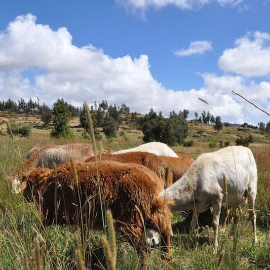 8月25日（月）、9月1日（月）21:00～21:30放送のラジオ番組「エシカルWAVE for SDGs」（ラジオ日本）にandu amet デザイナー鮫島弘子が出演いたします。