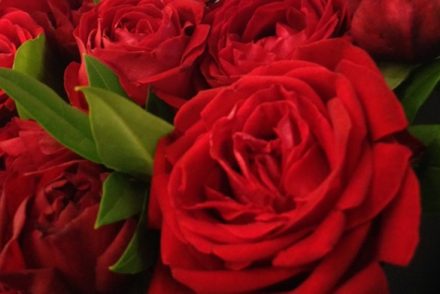 エチオピアのバラ